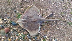 Rostroraja eglanteria