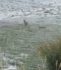 Oryctolagus cuniculus cuniculus