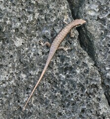 Trachylepis comorensis