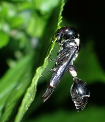 Zethus spinipes variegatus