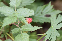 Rubus idaeus strigosus