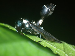 Zethus spinipes variegatus