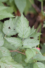 Rubus idaeus strigosus