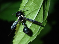 Zethus spinipes variegatus
