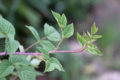Rubus idaeus strigosus