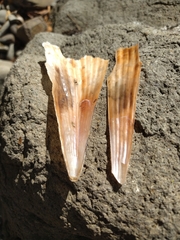 Pinna carnea