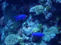 Mirolabrichthys tuka