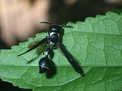 Zethus spinipes variegatus