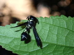 Zethus spinipes variegatus