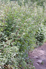Rubus idaeus strigosus