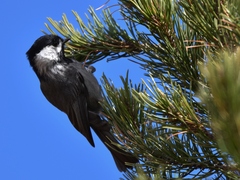 Poecile sclateri