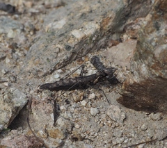 Litaneutria skinneri