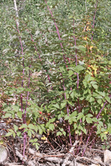 Rubus idaeus strigosus