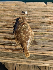 Lepidopsetta bilineata