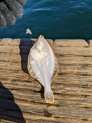 Lepidopsetta bilineata