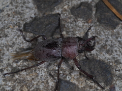 Cacostomus squamosus