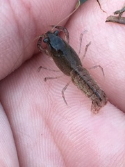 Creaserinus hedgpethi