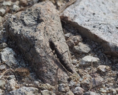 Litaneutria skinneri