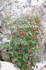 Rubus idaeus strigosus