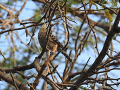 Campylorhynchus nuchalis