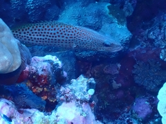 Anyperodon leucogrammicus