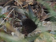 Gyrocheilus patrobas