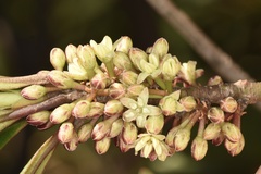 Myrsine seguinii