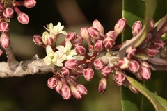 Myrsine seguinii