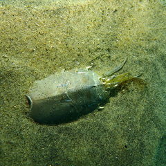 Blepharipoda occidentalis