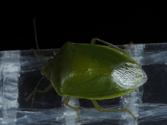 Glaucias