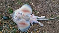 Rostroraja eglanteria