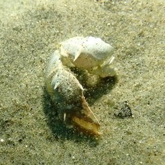 Blepharipoda occidentalis