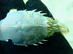 Blepharipoda occidentalis