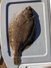 Lepidopsetta bilineata