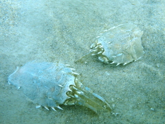 Blepharipoda occidentalis