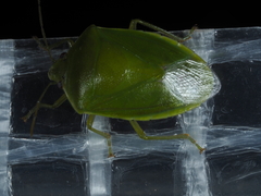 Glaucias