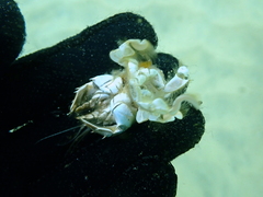 Blepharipoda occidentalis