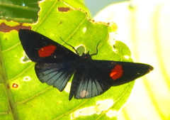 Lucillella aphrodita