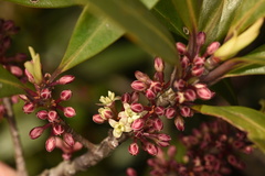 Myrsine seguinii