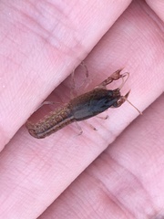 Creaserinus hedgpethi