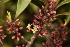 Myrsine seguinii