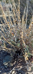 Penstemon centranthifolius