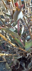 Penstemon centranthifolius