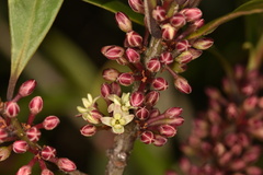 Myrsine seguinii