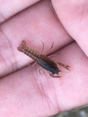 Creaserinus hedgpethi