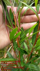 Dodonaea serratifolia