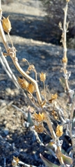 Penstemon centranthifolius