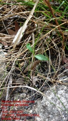 Dodonaea serratifolia