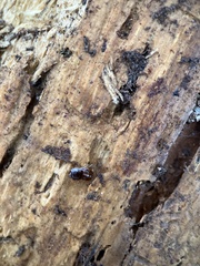 Parcoblatta pennsylvanica