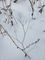 Cryptotaenia canadensis